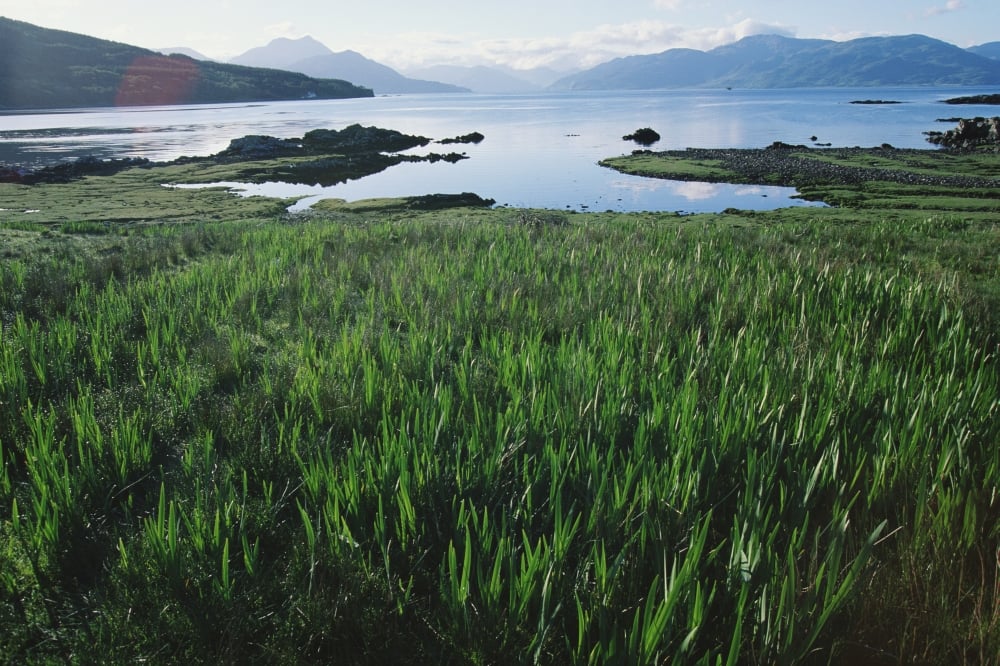 Field of Grass & Coastline Poster Print 19 x 12