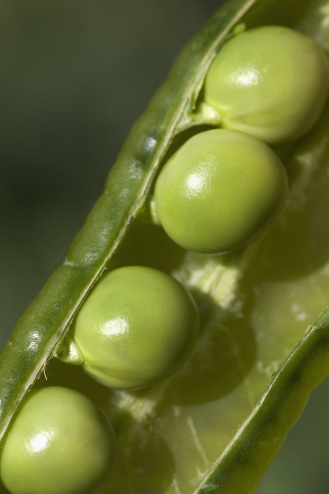 An Opened Green Pea Pod - Alberta - Canada Poster Print - 26 x 40 - Large