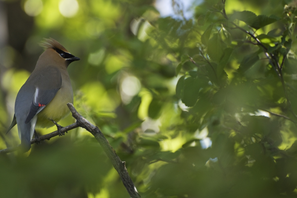 Cedar Waxwing Bombycilla Cedrorum On A Tree Branch - Calgary, Alberta, Canada Poster Print, 40 x 26 - Large