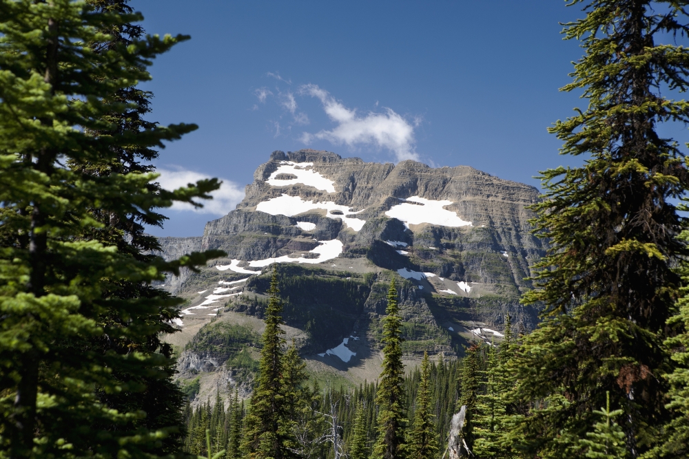 Mountain Peak Framed Between Trees Under A Blue Sky - Waterton - Alberta - Canada Poster Print - 38 x 24 - Large