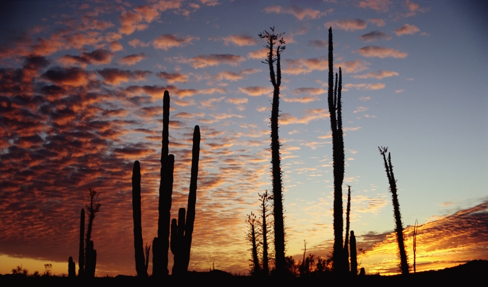 Cardon Cacti At Sunset Poster Print - 40 x 22 - Large
