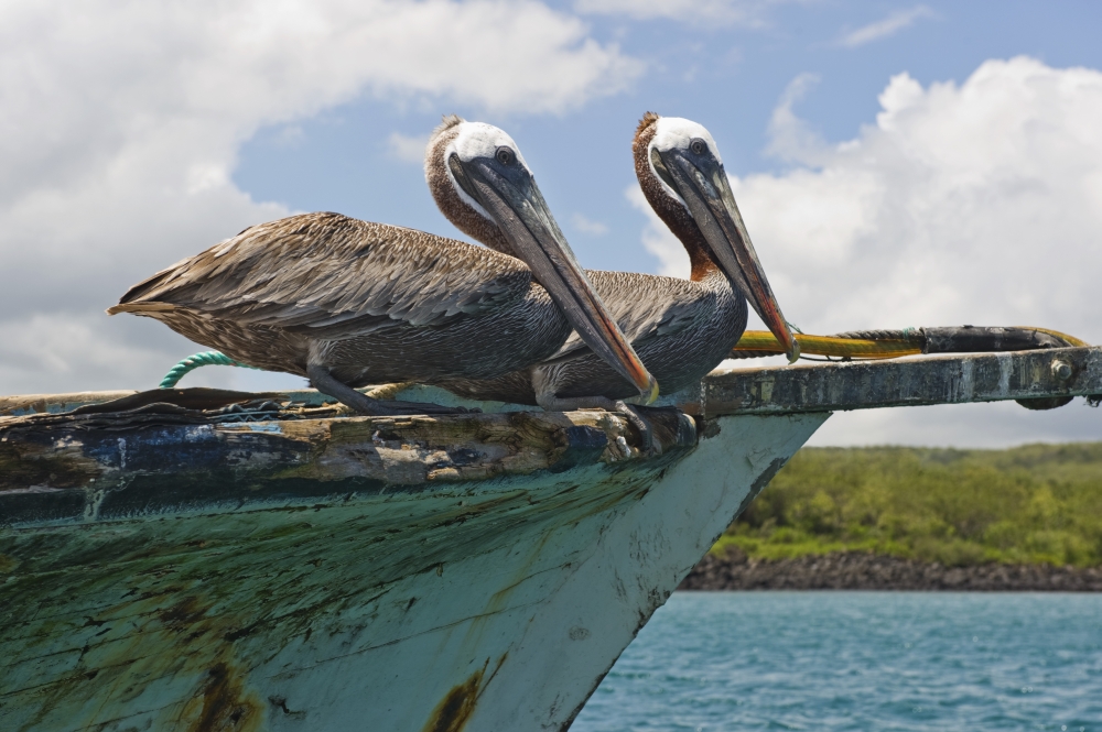 DPI1884708 Two Pelicans Pelecanus Occidentalis On A Derelict Boat In The Harbor - San Cristobal, Galapagos Islands, Ecuador Poster Print, 19 x 12