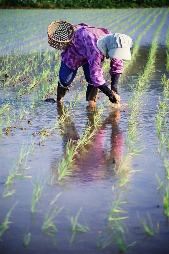 Local Planting Rice By Hand Poster Print - 12 x 19
