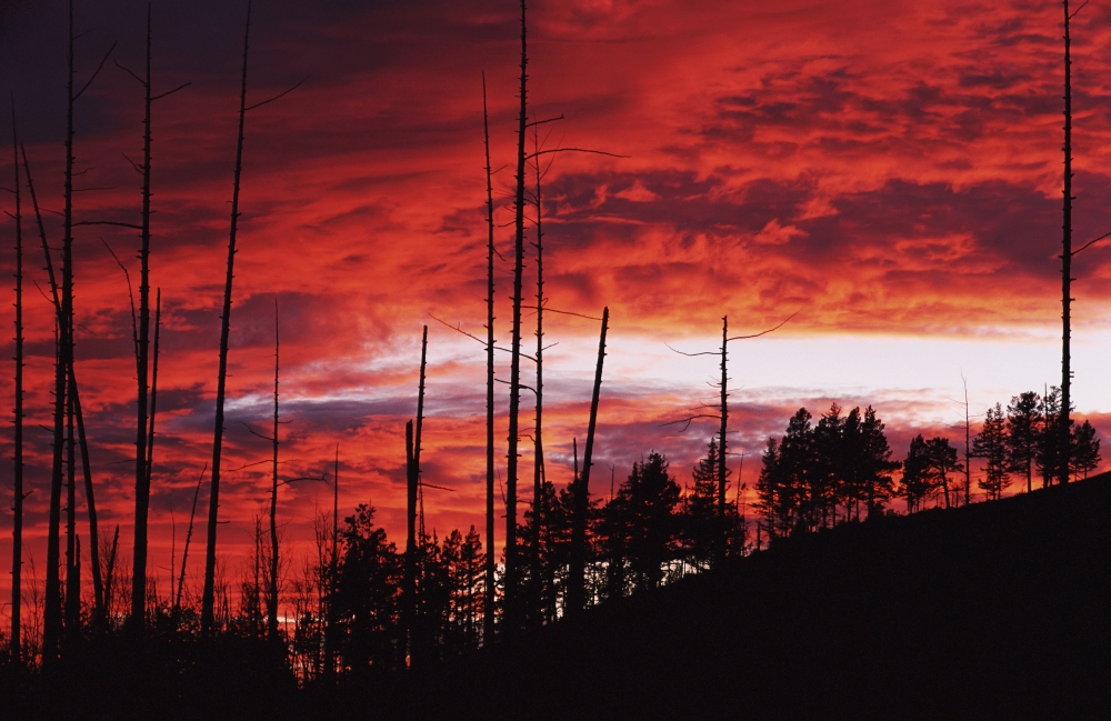 Burnt Trees Against A Sunset Poster Print - 19 x 12