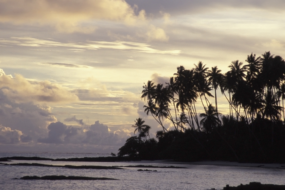 Silhouetted Palm Trees Over Beach At Sunset Poster Print, 19 x 12
