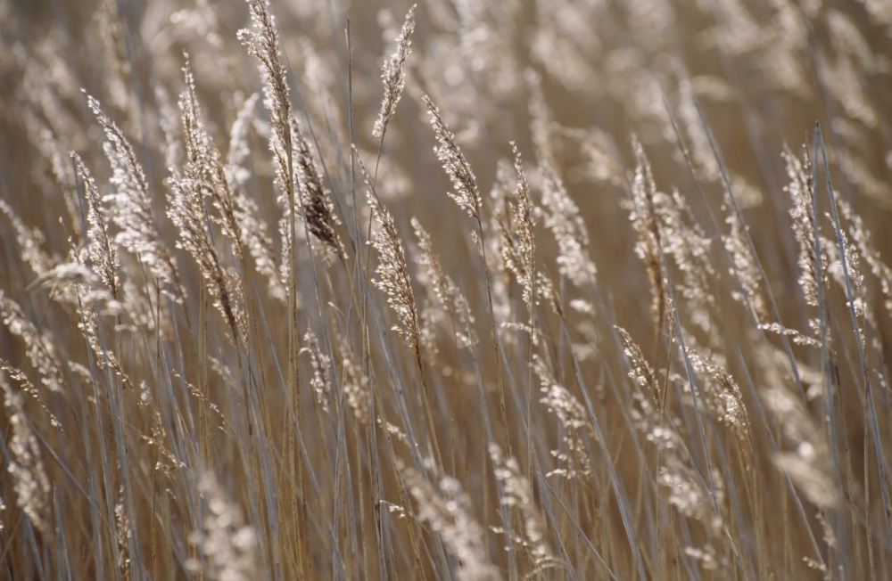 Reeds - Close Up Poster Print - 19 x 12