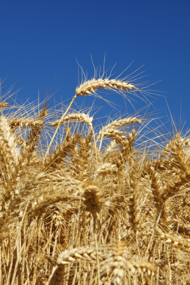 Wheat Field In Willamette Valley - Oregon - USA Poster Print