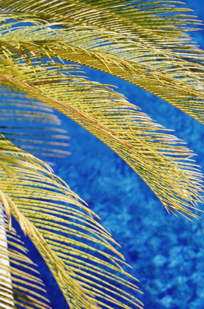 Palm Tree - South Beach - Close Up Poster Print