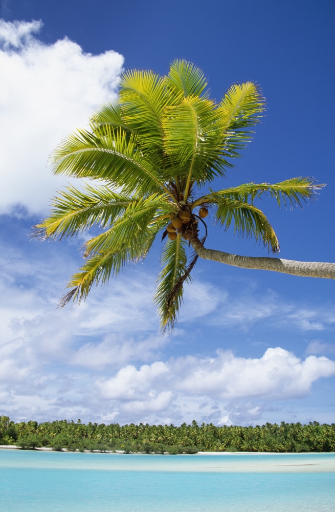 Palm Tree & Beach - Aitutaki Poster Print