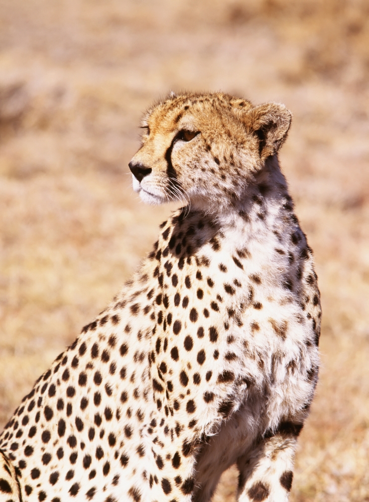 Cheetah In Maasai Mara Game Reserve Poster Print - 26 x 36 - Large