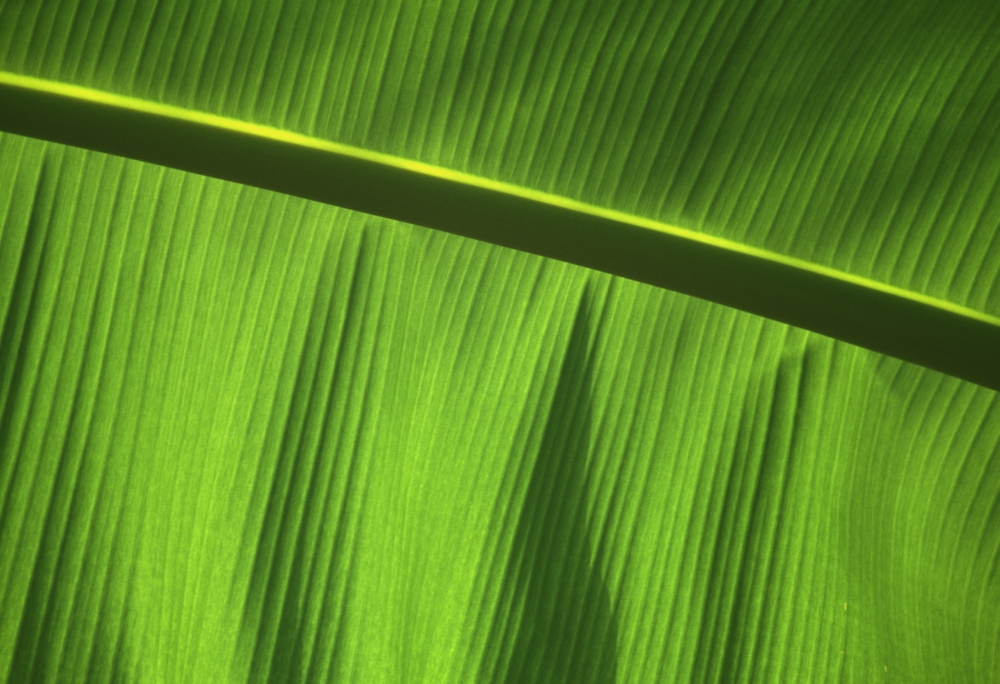 DPI1885524LARGE Green Leaf, Close-Up Poster Print, 36 x 24 - Large