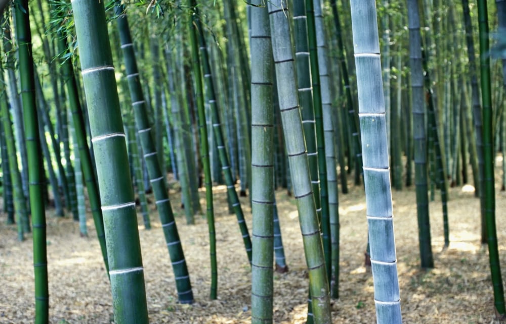Bamboo Tree Forest, Close Up Poster Print, 19 x 12