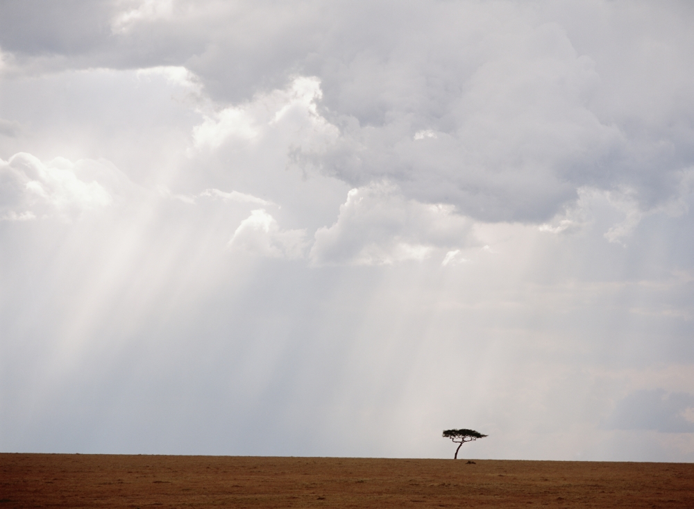 Flat-Topped Acacia Tree Beneath Stormy Skies Poster Print - 32 x 24 - Large