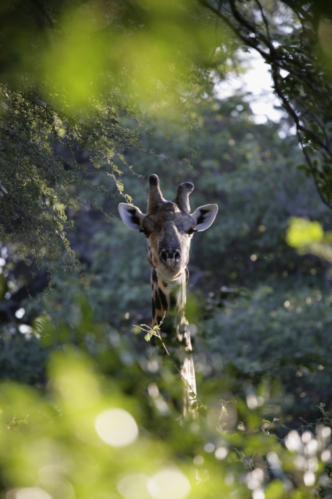 DPI1885649LARGE Giraffe As Seen Looking Through Trees, Namibia Poster Print, 24 x 38 - Large