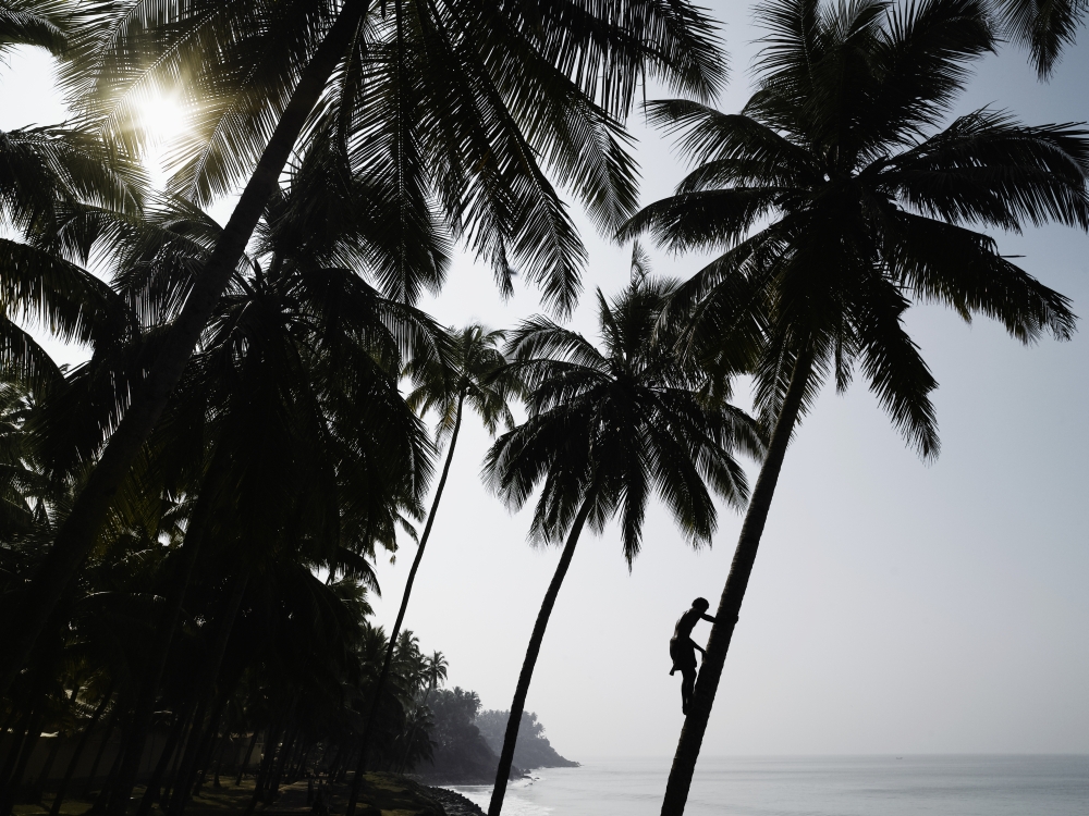 DPI1887144LARGE Silhouetted Man Climbing A Palm Tree to Pick Coconuts Poster Print, 34 x 26 - Large