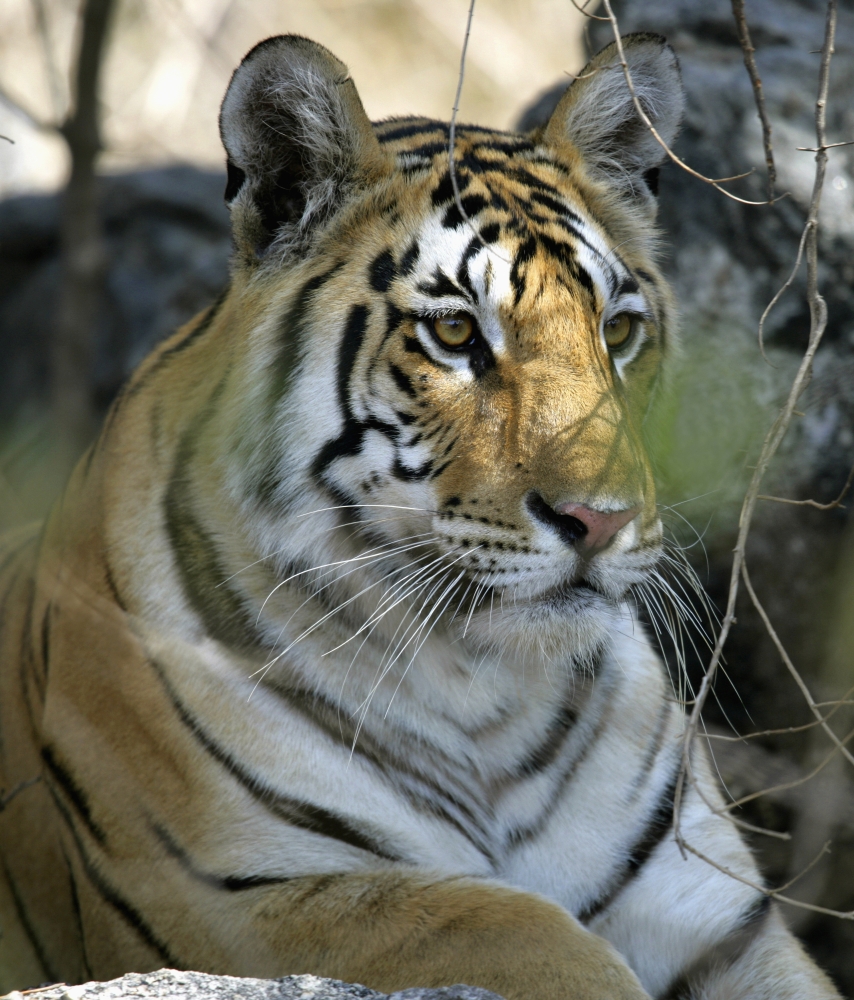 Tiger Sitting Amongst Leaves, Close Up Poster Print, 14 x 16