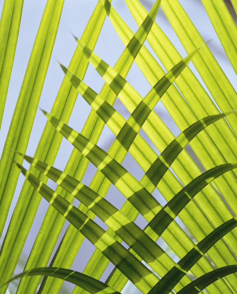 Palm Leaves, Close Up Poster Print, 26 x 34 - Large