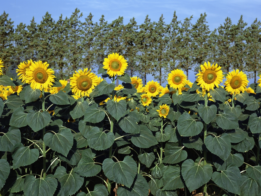 Sunflowers Poster Print - 16 x 12