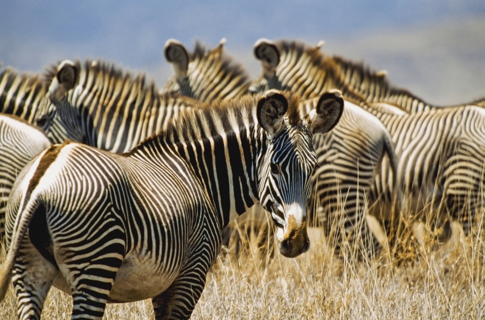 Grevys Zebras On Savannah Poster Print - 19 x 12