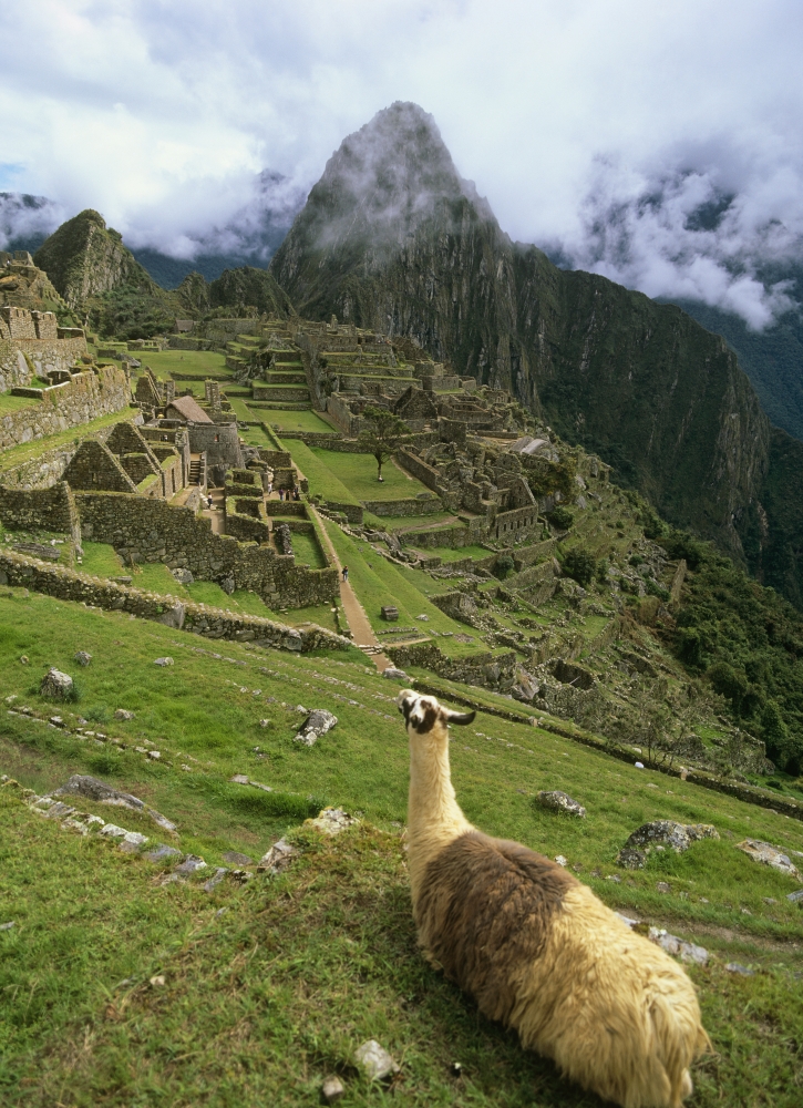 Llama At Machu Picchu Poster Print, 13 x 18