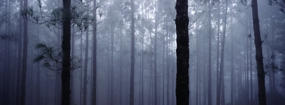 Pine Trees In Cloud In The forest Corona Poster Print, 36 x 13 - Large
