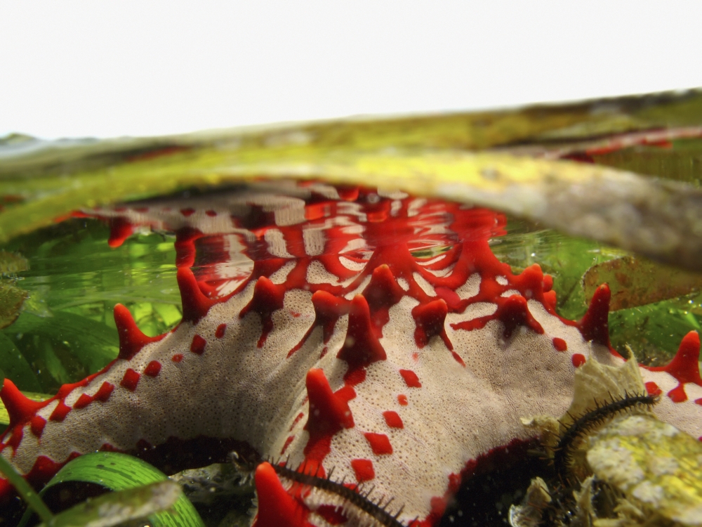Brightly Colored Starfish In A Pool On The Reef Poster Print, 34 x 26 - Large