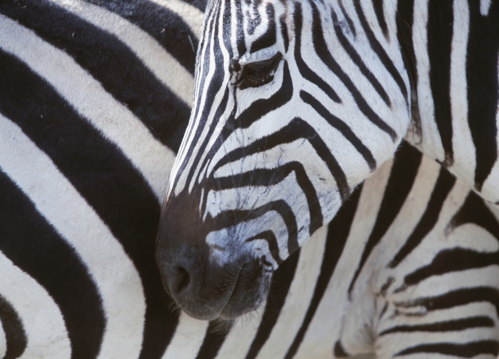 Zebras Face & Mid Body, Close Up Poster Print, 36 x 26 - Large