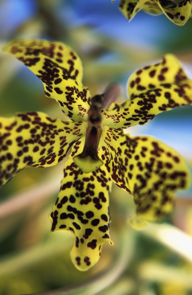 Yellow & Black Spotted Orchid Poster Print, 22 x 34 - Large