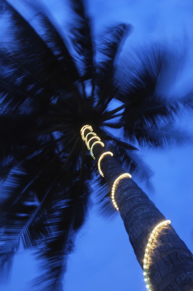 Palm Tree with Fairy Lights Blurred Motion Poster Print - 24 x 38 - Large