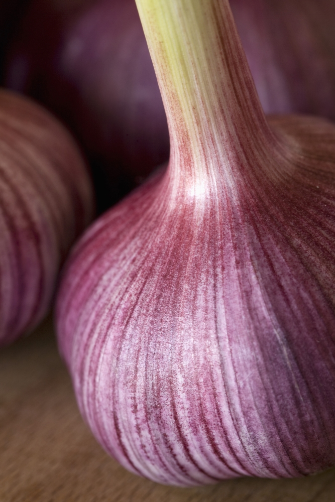Garlic Bulbs Poster Print, 13 x 20
