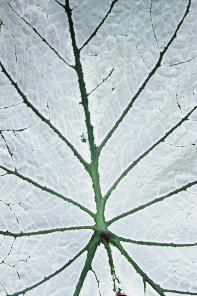 Leaf Hortus Botanicus - Close-Up Poster Print
