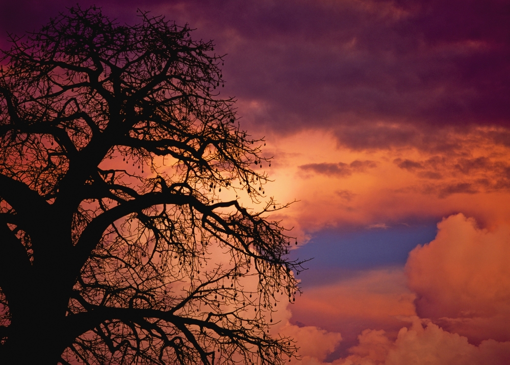 Silhouette of Baobab Tree At Dusk Poster Print - 18 x 13