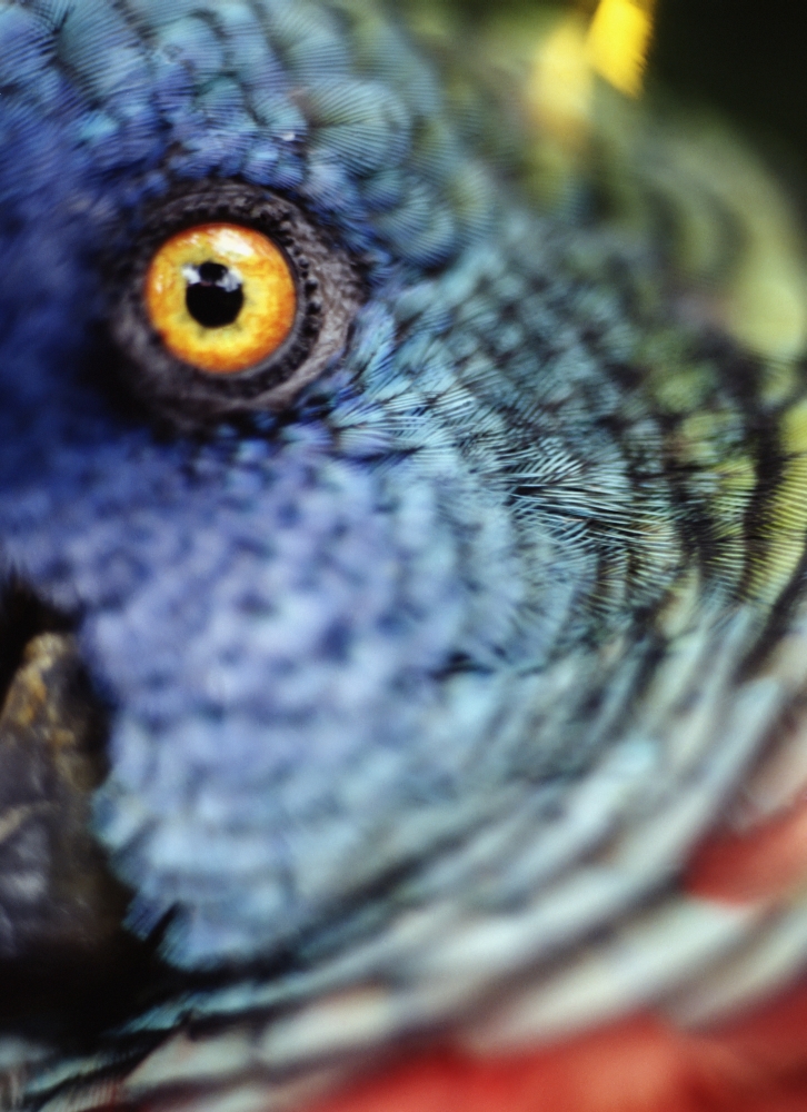 Parrot, Close Up Poster Print, 13 x 18