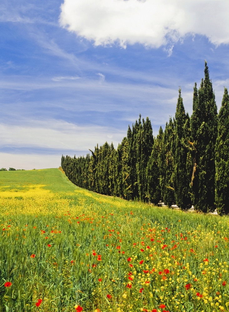 DPI1887662LARGE Poppies & Wild Flowers In Wheat Field Beside Line of Cypress Trees Poster Print, 26 x 36 - Large