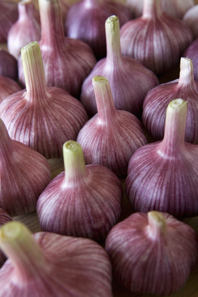Garlic Bulbs Poster Print, 13 x 20