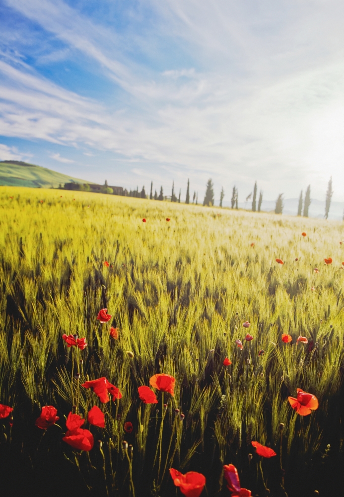 Poppies In Wheat Field At Dawn Poster Print - 12 x 18
