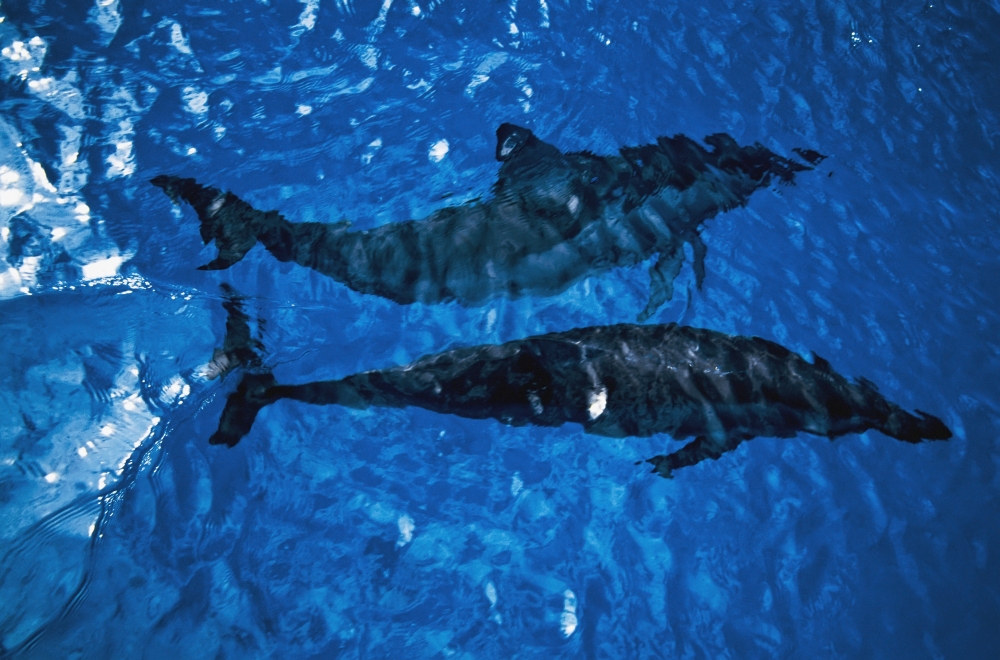 Two Spinner Dolphins In Ocean Poster Print
