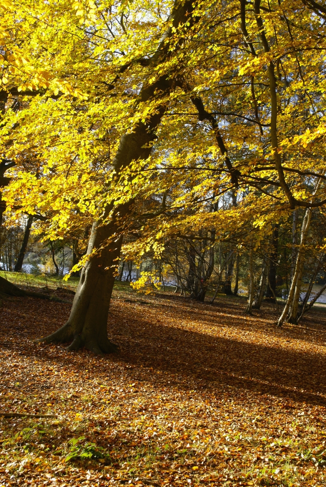Yellow Leaves On Trees In Forest Poster Print - 12 x 19