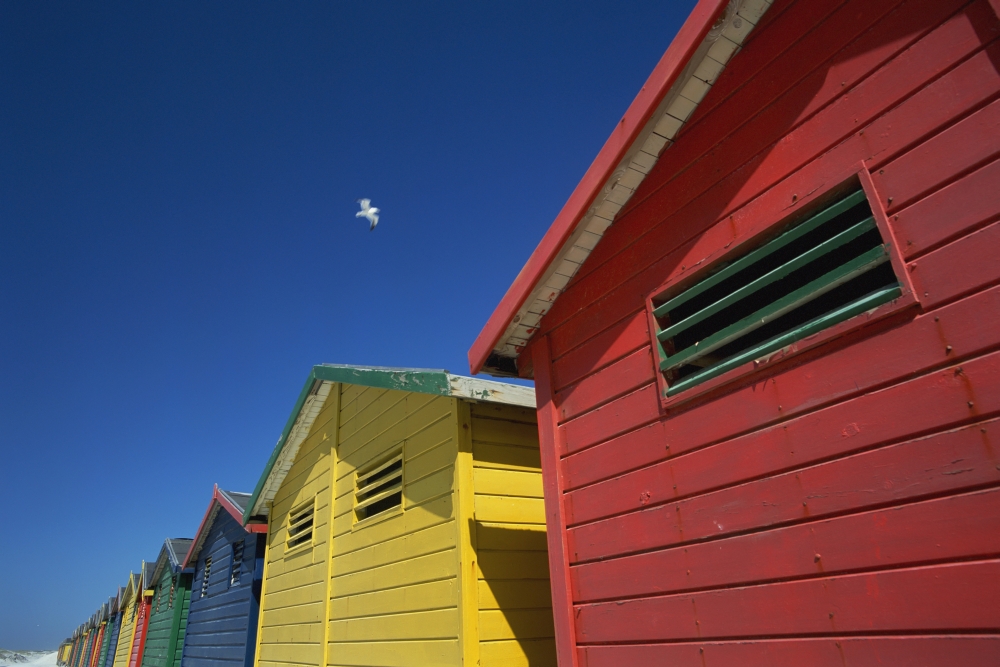 Seagull Flying Over Colorful Beach Huts Poster Print - 38 x 24 - Large