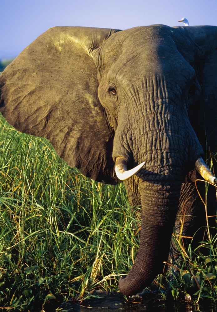 Elephant Eating Reeds On Riverbank Poster Print - 24 x 36 - Large
