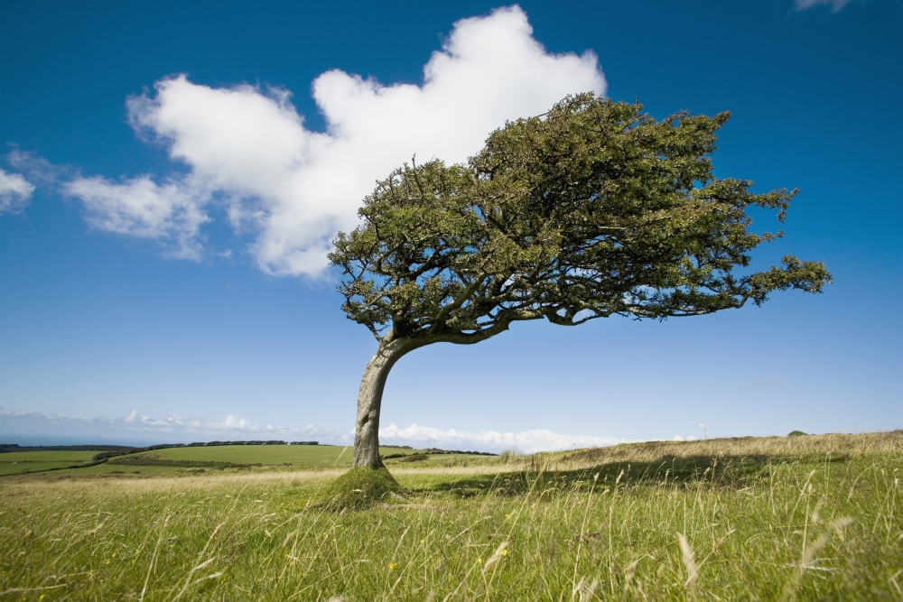 Wind-Swept Solitary Tree On Open Grassy Moorland Poster Print - 18 x 12