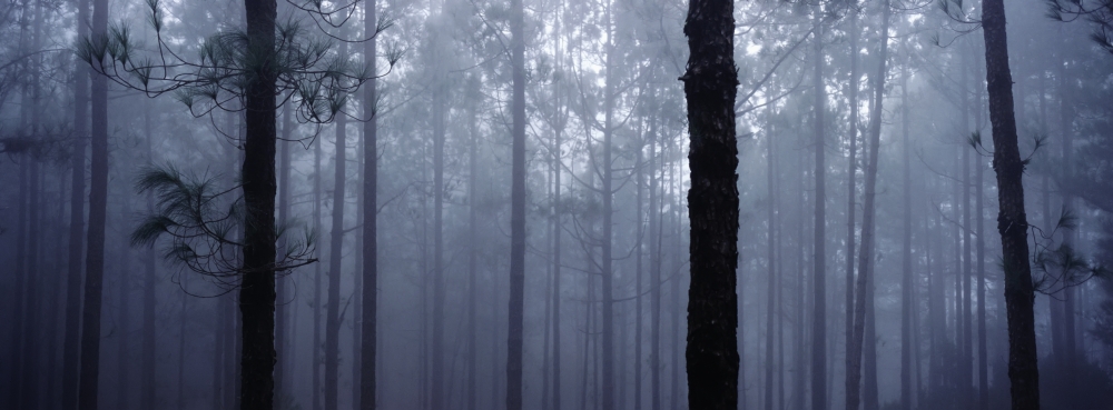 Pine Trees In Cloud In The forest Corona Poster Print 25 x 9