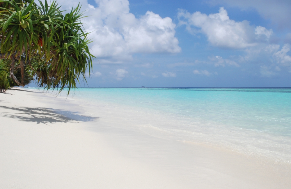 Beach with Palm Trees Poster Print 19 x 12