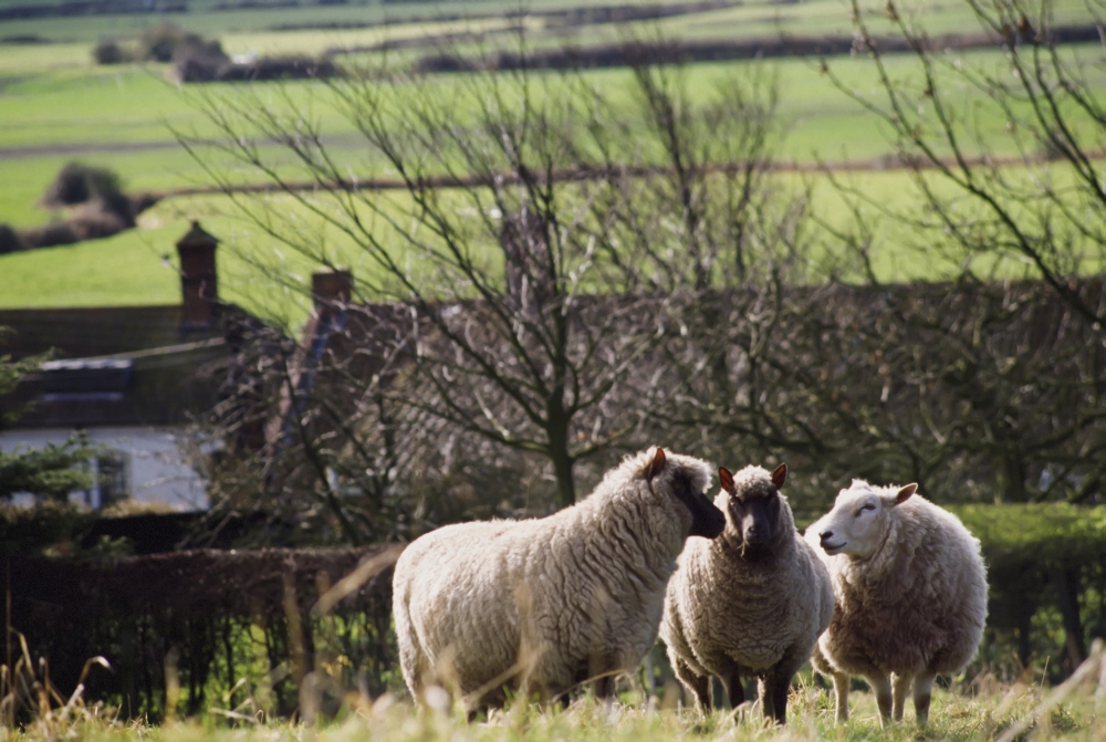 DPI1889910 Three Sheep In A Field with Stone Houses & Pastures In The Background Poster Print, 18 x 12