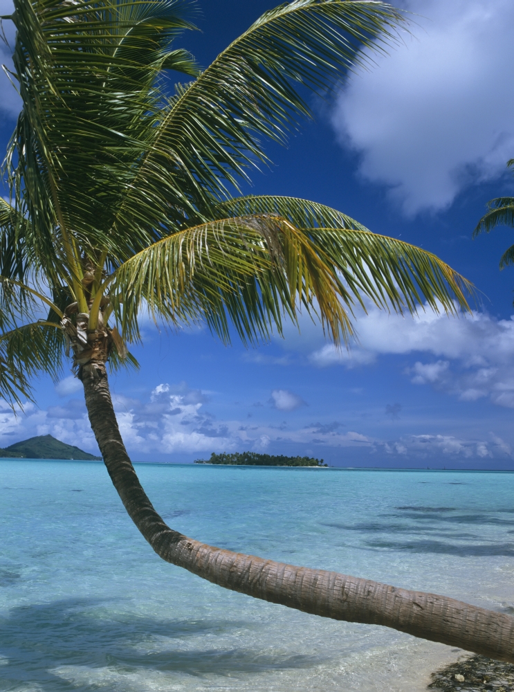 Palm Tree Leaning Over Sea Poster Print - 26 x 36 - Large