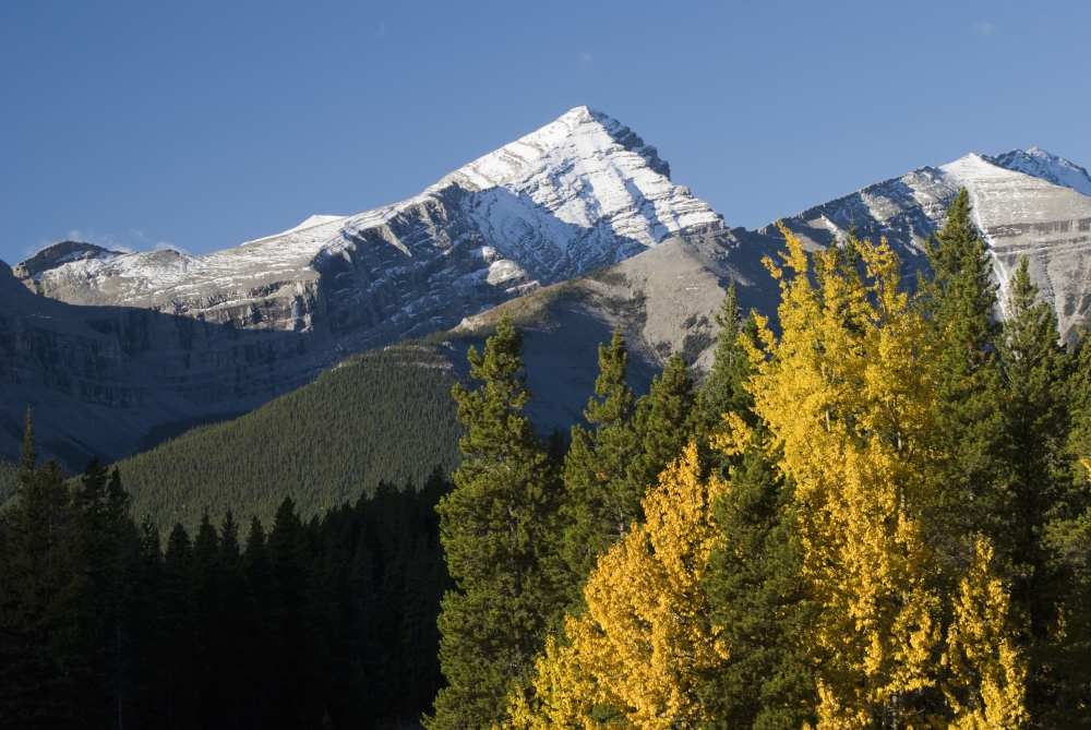 Autumn Colors In The Rocky Mountains - Alberta - Canada Poster Print