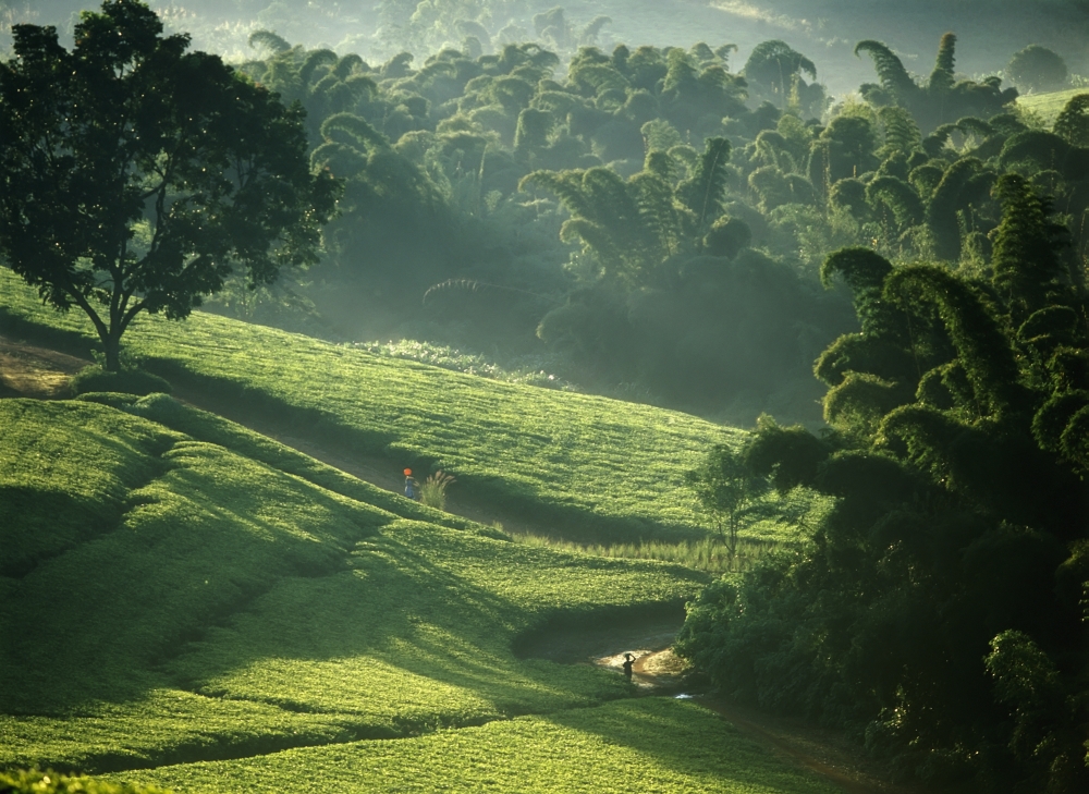 DPI1892281 People Walking Through Lujeri Tea Estate At Dawn Past Bamboo Beneath Mt Mulanje Poster Print, 18 x 13