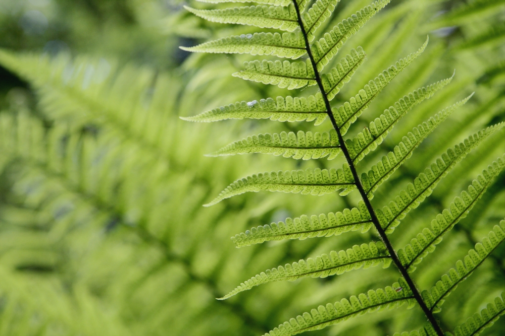 Plant Detail - Close Up Poster Print