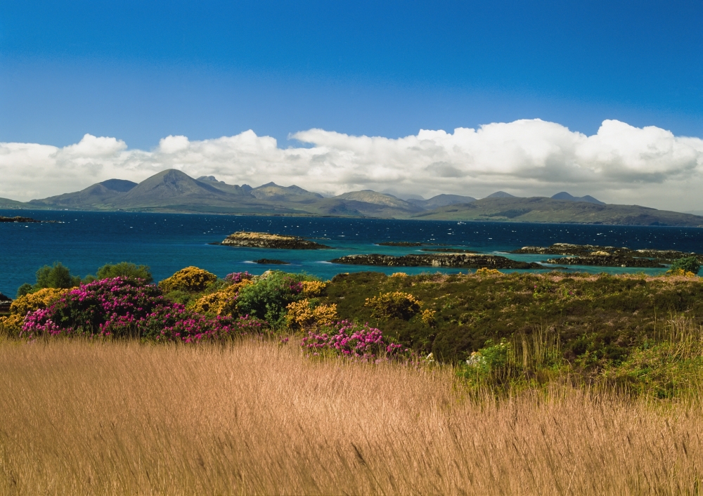 Gorse & Rhododendron Bushes Along Coast Poster Print, 18 x 13
