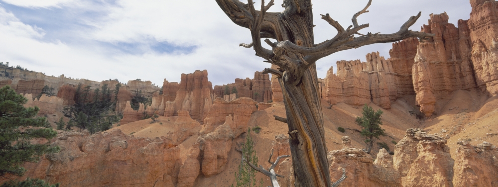 Bryce Canyon, Utah, USA Poster Print, 44 x 16 - Large